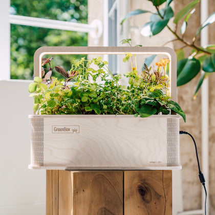 Indoor-Garten für Kräuter und Blumen